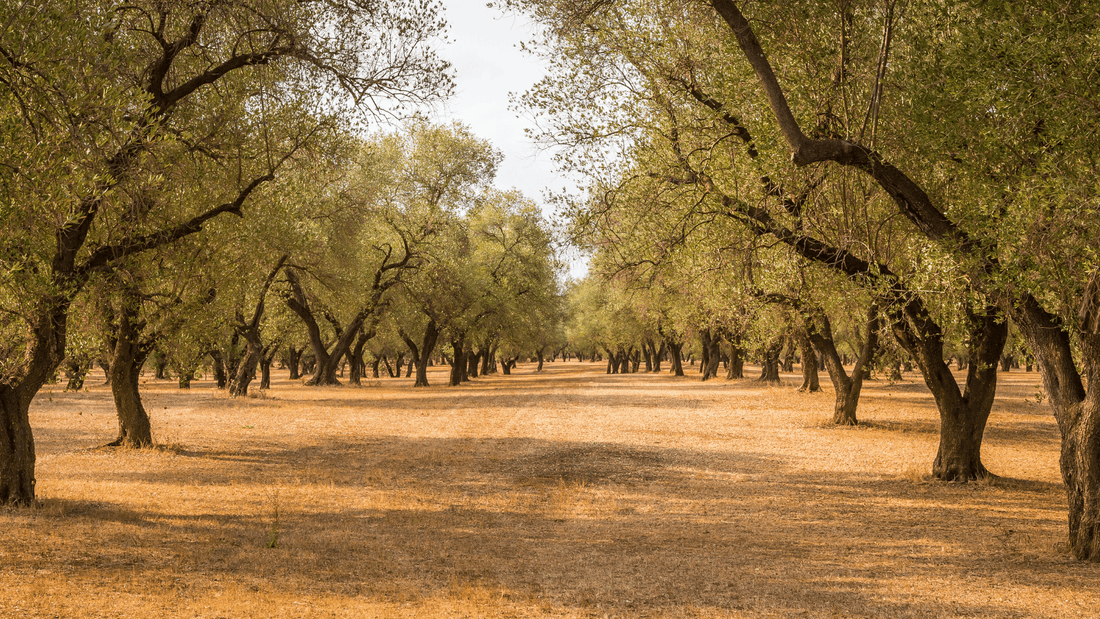 Origine, caractéristiques et usages exceptionnels du bois d'olivier - RusticOliveWoods